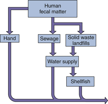 <p>Mainly through the <strong>fecal-oral route</strong> (some exceptions exist).</p>