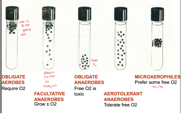 <p><span style="font-family: &quot;Times New Roman&quot;, serif;">&nbsp;Obligate aerobes–require O2, grow at top of tube where more free O2</span></p><p><span style="font-family: &quot;Times New Roman&quot;, serif;">Facultative anaerobes–grow with or without O2, grow throughout since doesn’t matter</span></p><p><span style="font-family: &quot;Times New Roman&quot;, serif;">Obligate anaerobes–free O2 is toxic, grow at bottom of tube with least O2</span></p><p><span style="font-family: &quot;Times New Roman&quot;, serif;">Aerotolerant anaerobes–tolerate free O2, grow throughout</span></p><p><span style="font-family: &quot;Times New Roman&quot;, serif;">Microaerophiles–prefer some free O2, grow in the middle</span></p><p><span style="font-family: &quot;Times New Roman&quot;, serif;">Thioglycollate media is used to demonstrate this</span></p>