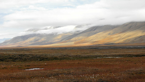 <p>a cold, dry region covered with snow for more than half the year, vast treeless plain where the topsoil is always frozen</p>