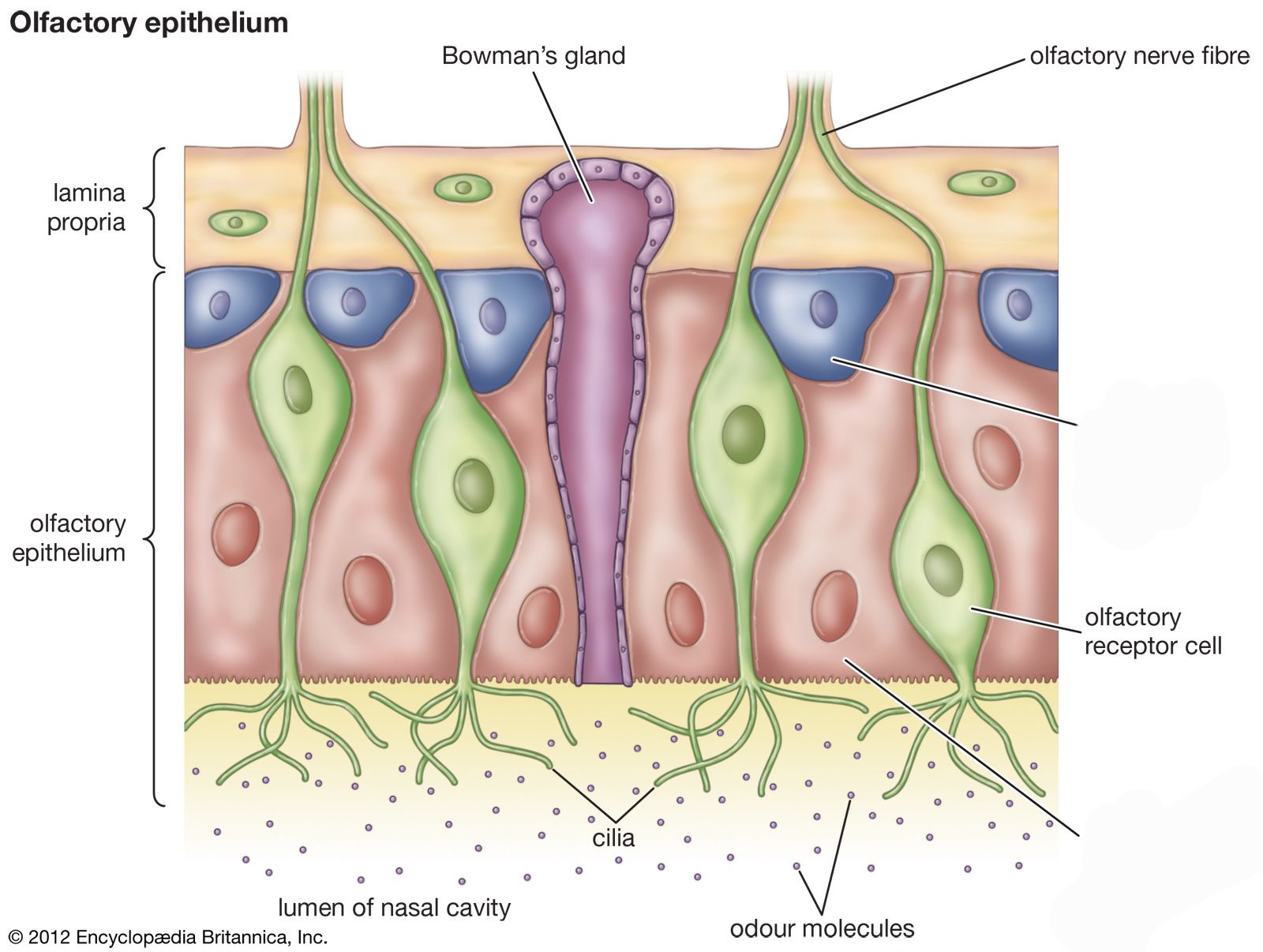 <p>a type of skin cell found in the basal cell layer, which is the deepest layer of the epidermis (the outer layer of skin)</p>