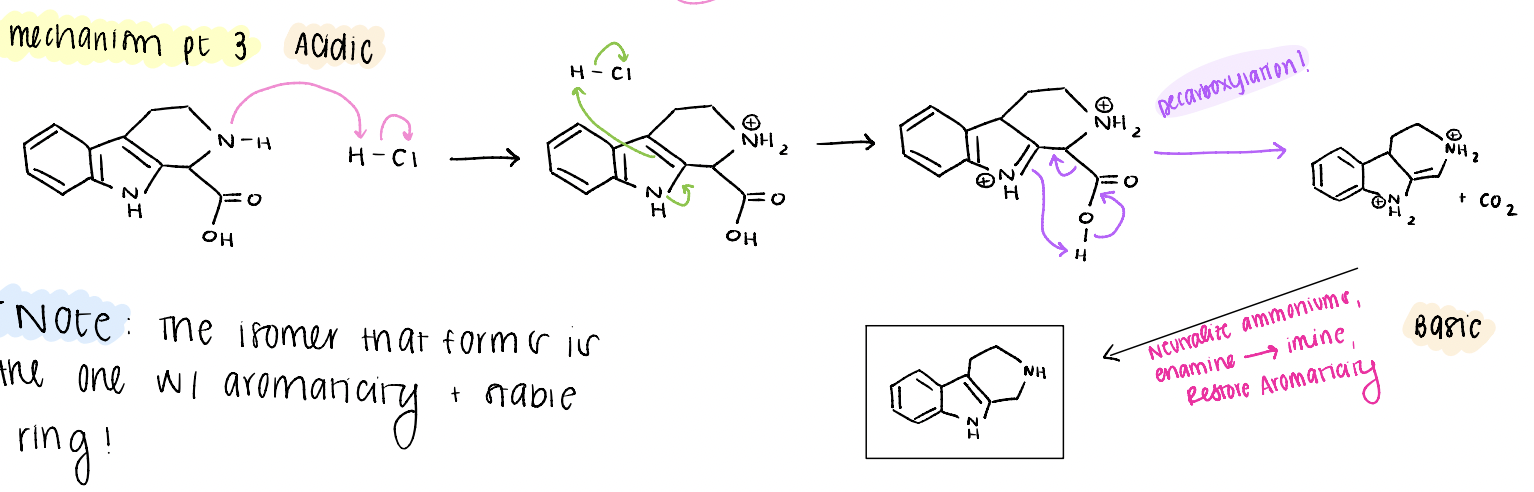 <p>decarboxylation, neutralize ammoniums, enamine → imine, restore aromaticity, product!</p>