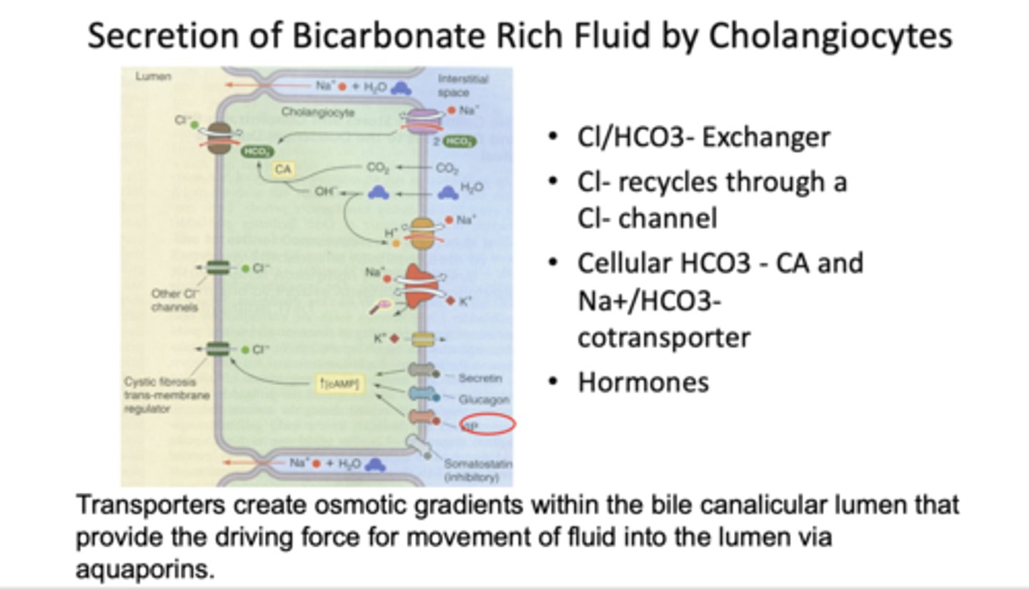 <p>cholangiocytes</p>