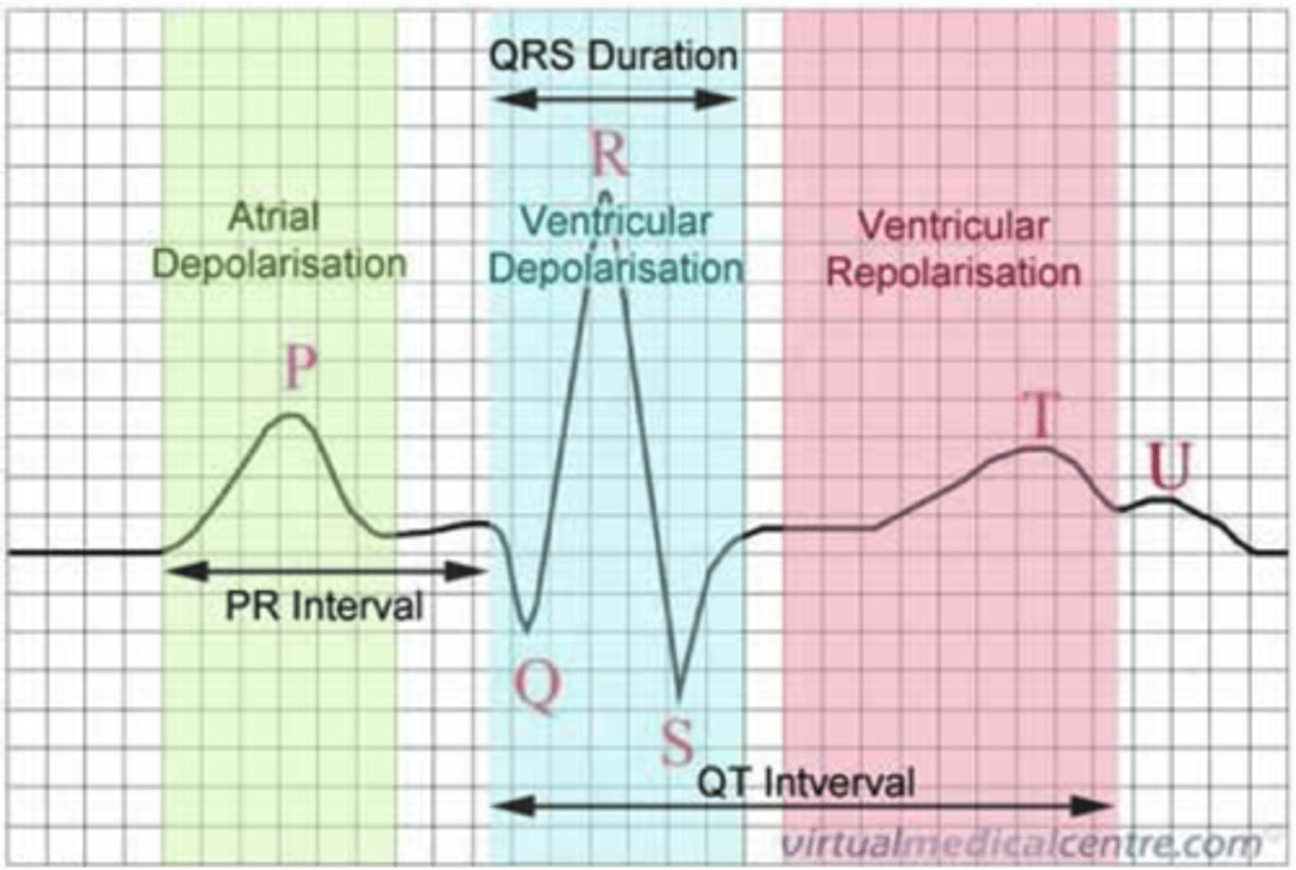 <p>- P wave: atrial depolarization</p><p>- PR interval: time from AV node to bundle of His</p><p>- QRS complex: ventricular depolarization + atrial repolarization</p><p>- T wave: ventricular repolarization</p><p>- QT interval: refractory period</p>