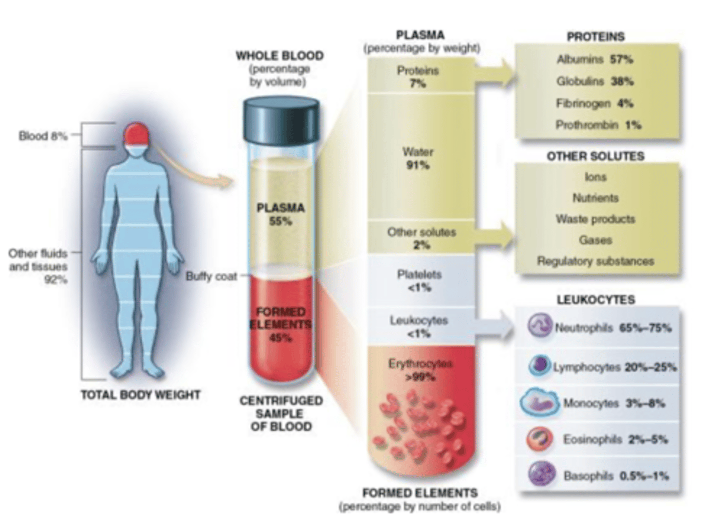 <p>red blood cells 4.8-5.4 million</p><p>platelets 150,000-400,000</p><p>white blood cells 5,000-10,000</p><p>-Neutrophils (60-70%)</p><p>-Lymphocytes (20-25%)</p><p>-Monocytes (3-8%)</p><p>-Eosinophils (2-4%)</p><p>-Basophils (.5-1%)</p>