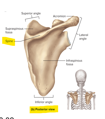 <p>On the posterior surface of the scapula</p>