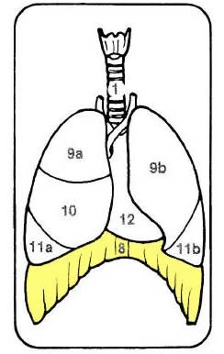 <p>Large, flat muscle at the bottom of the chest cavity that helps with breathing</p>