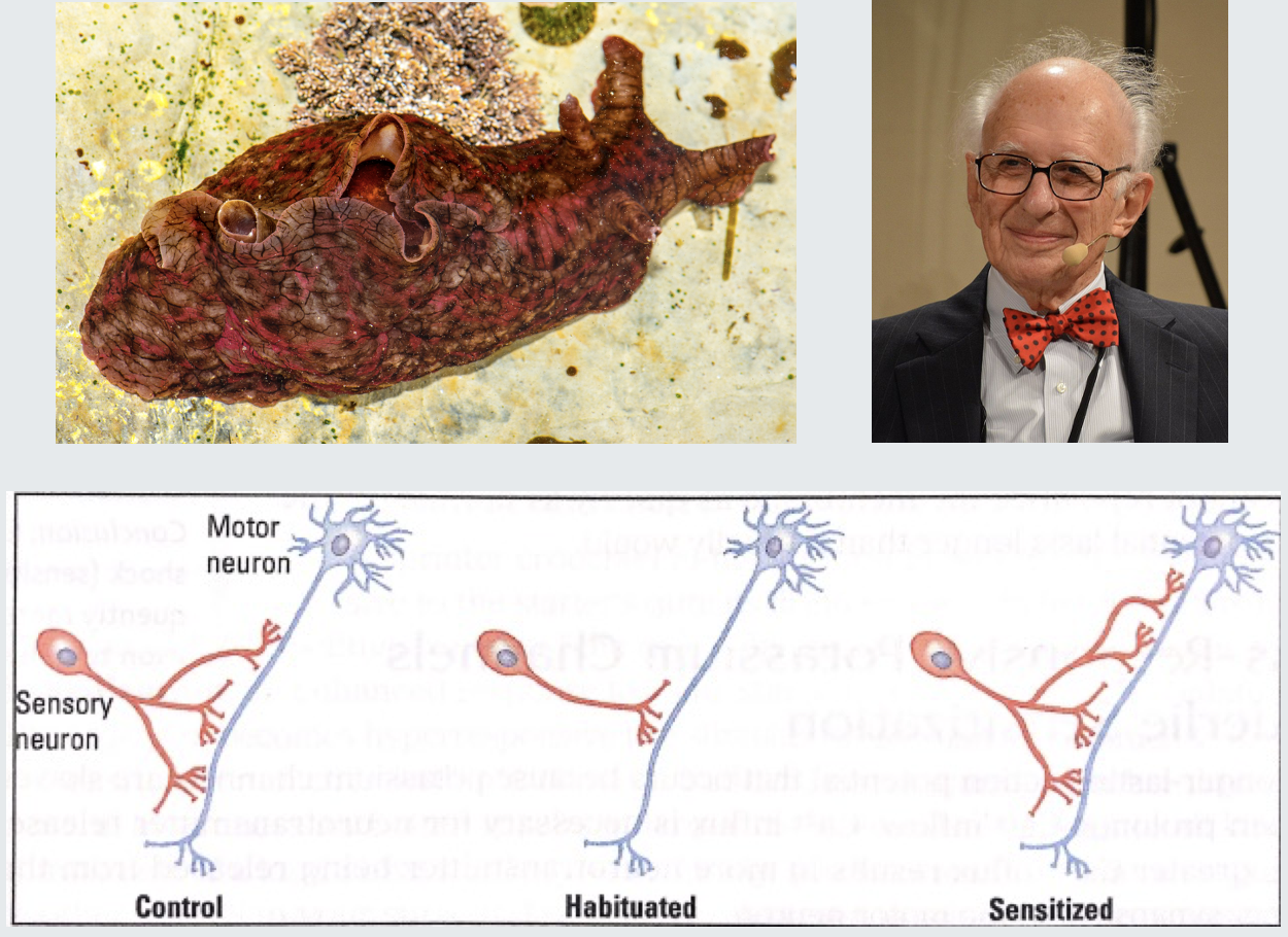 <ul><li><p><strong>Discovery:</strong></p><ul><li><p>Researchers found that the number and size of sensory synapses change in well-trained, habituated, or sensitized Aplysia californica.</p></li></ul></li><li><p><strong>Synaptic Changes:</strong></p><ul><li><p><strong>Habituated Animals:</strong></p><ul><li><p>Decrease in innate response to a repeated stimulus</p></li><li><p>Synapse number is decreased.</p></li></ul></li><li><p><strong>Sensitized Animals:</strong></p><ul><li><p>Increase in innate response to a repeated stimulus</p></li><li><p>Synapse number is increased.</p></li></ul></li></ul></li></ul><p></p>