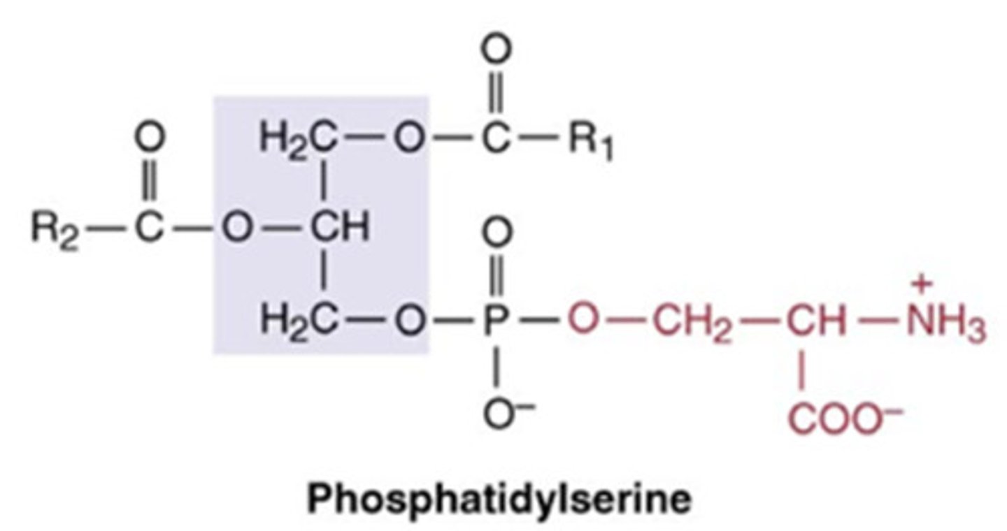 <p>2 fatty acid chains + phosphate, CH2, C, NH3+, COO-, H</p>