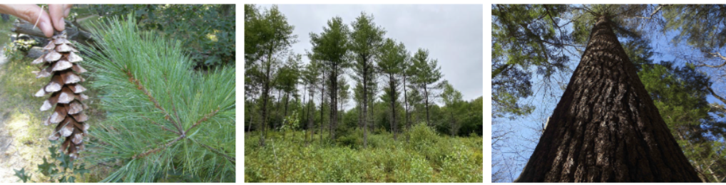 <p>eastern white pine A</p>