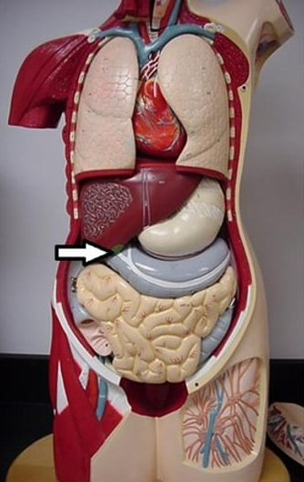 <p>stores and concentrates bile</p>