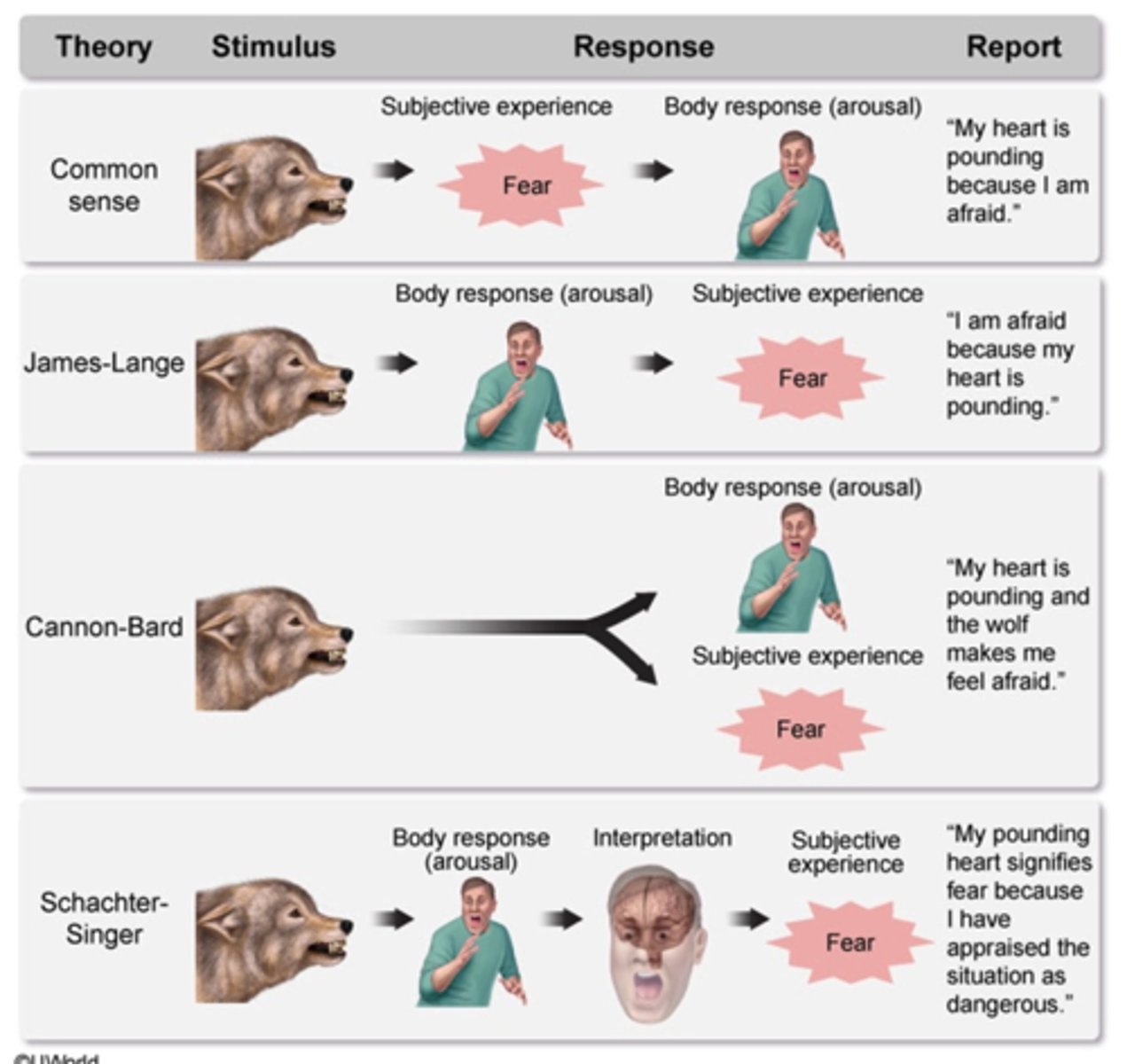 <p>A. Cannon-Bard</p><p>-physiological and emotional responses occur <em>simultaneously</em> and <em>independently</em> </p><p></p><p>note</p><p></p><p><span class="bgB">Schacter-Singer</span> is when you have a bodily response (arousal), you interpret it, and then you have subjective experience (fear)</p><p>"My pounding heart signifies fear because I have appraised the situation as dangerous" </p><p></p><p>SS is similar to <span class="bgB">James-Lange</span> but with an intermediate step for cognitive interpretation</p>