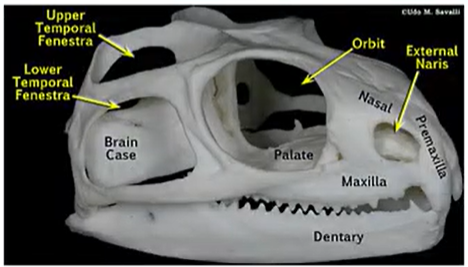 <p>natural opening in a bone</p>