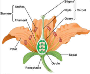 <p>Stamen contains anther, where microsporangia develop, carpel contains ovary where ovules are found. Ovules contain the megasporangia</p>