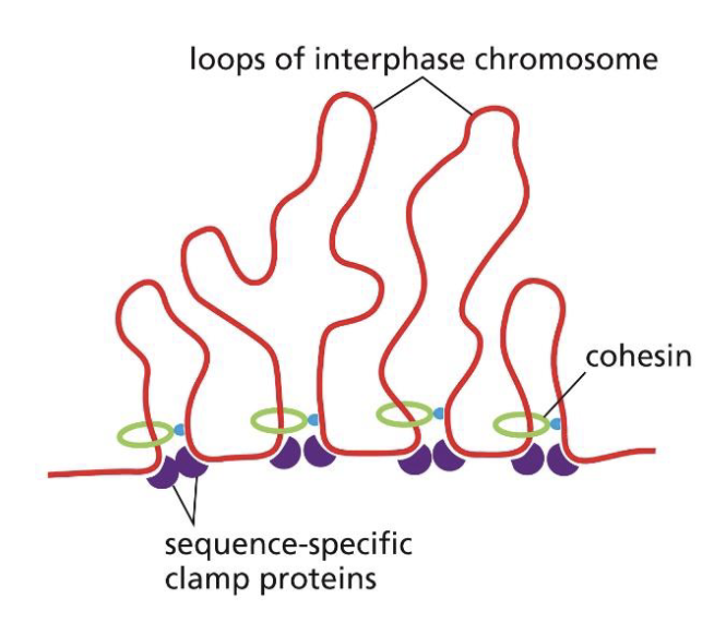 <p>Sequence-specific clamp proteins and cohesins are involved in forming chromatin loops. </p>