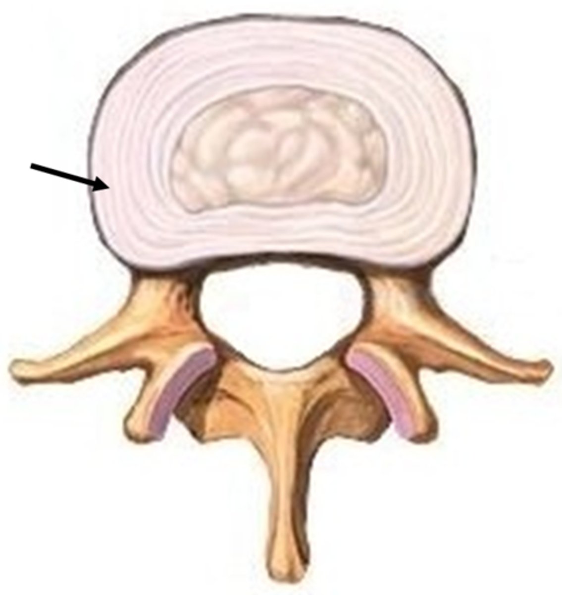 <p>outer layer of intervertebral disc, inserts into smooth, rounded rims on articular surface of vertebral bodies</p>