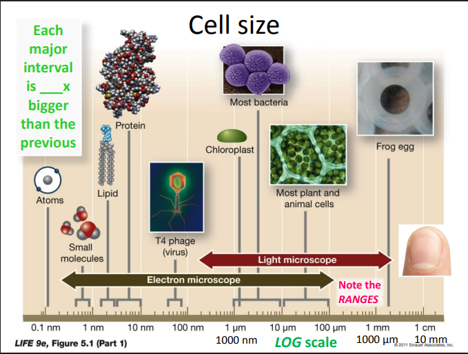 <p></p><p><span><span>A chloroplast or small bacterium is about times smaller than your</span></span><br><span><span>fingernail</span></span><br><span><span>A. 4</span></span><br><span><span>B. 100</span></span><br><span><span>C. 1000</span></span><br><span><span>D. 10,000</span></span><br><span><span>E. 100,000</span></span></p>