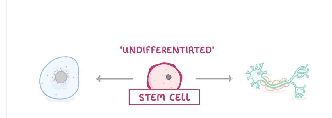 <p><span style="color: rgb(80, 79, 88)">A stem cell is an undifferentiated cell, capable of becoming any other type of cell.</span></p>