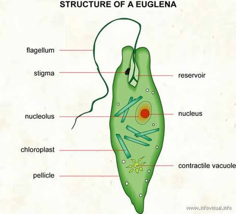 <p>a unicellular eukaryotic protist found in water sources such as puddles, lakes and ponds, and even pools</p><p>they have chloroplasts and flagellum</p>
