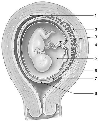 <p><span>Figure 29-2 Fetus at 10 Weeks<br><br><em>Use Figure 29-2 to answer the following questions:<br><br><br></em>Identify the structure labeled "4."</span></p>