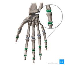 <p>Between 2 Phalanges</p>