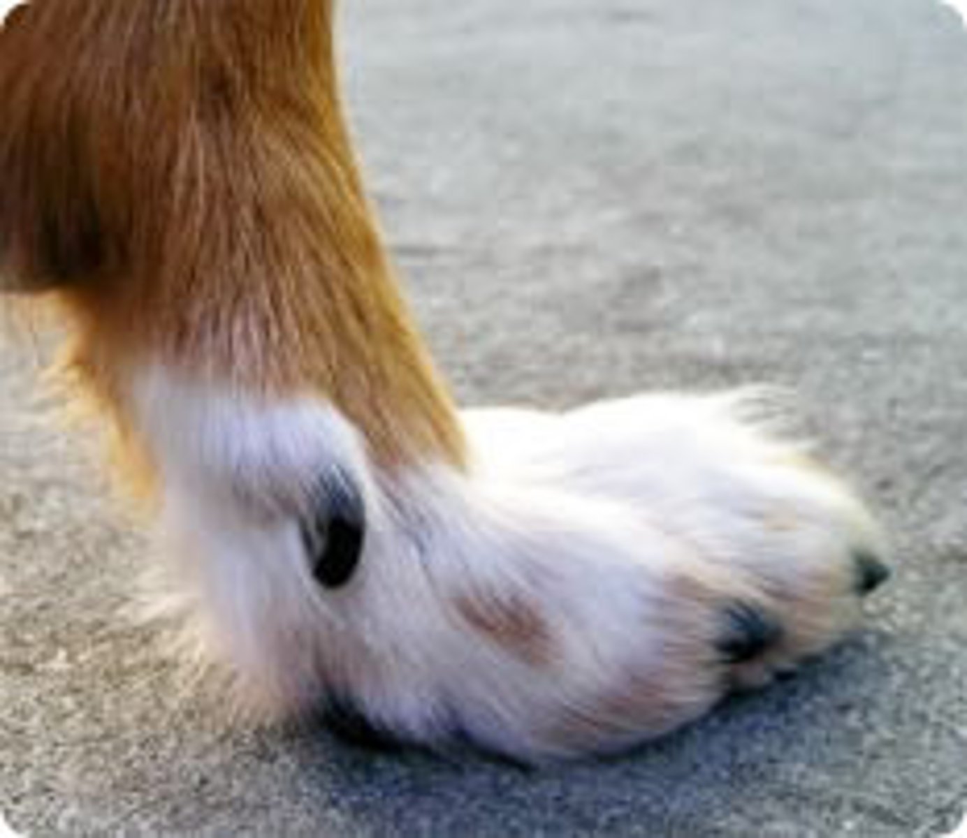 <p>Dewclaw</p>