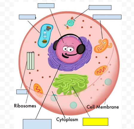 <p><span>Golgi Apparatus</span></p>