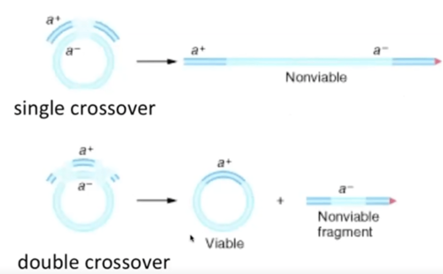 <p>Without double recombination, the chromosome would become linear, which is not viable in bacteria</p>