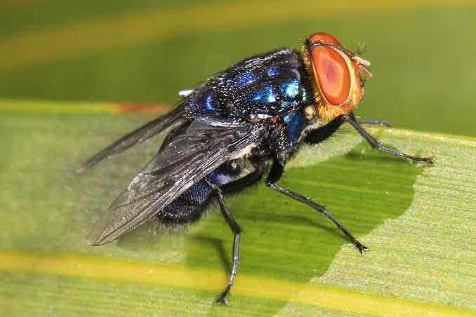 <p><em>Cochliomyia hominivorax</em></p>