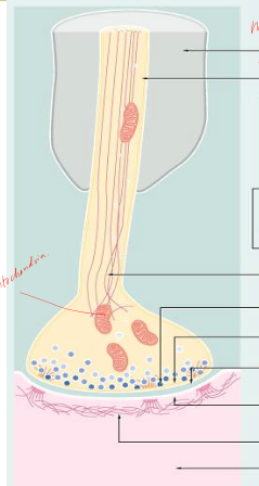 <p>features of a generalized synapse </p>