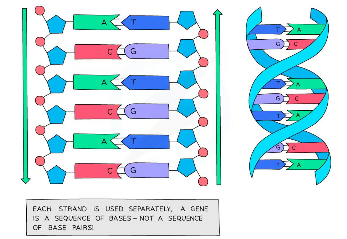 <ul><li><p>It is a polymer made up of <u>two strands coiled into a double helix</u>.</p></li><li><p>The strands are made up of nucleotides that consist of a sugar and phosphate backbone with nitrogenous bases.</p></li><li><p>The strands are <u>linked</u> by a <u>series of paired complementary bases</u>: A with T, C with G</p></li></ul><p></p>