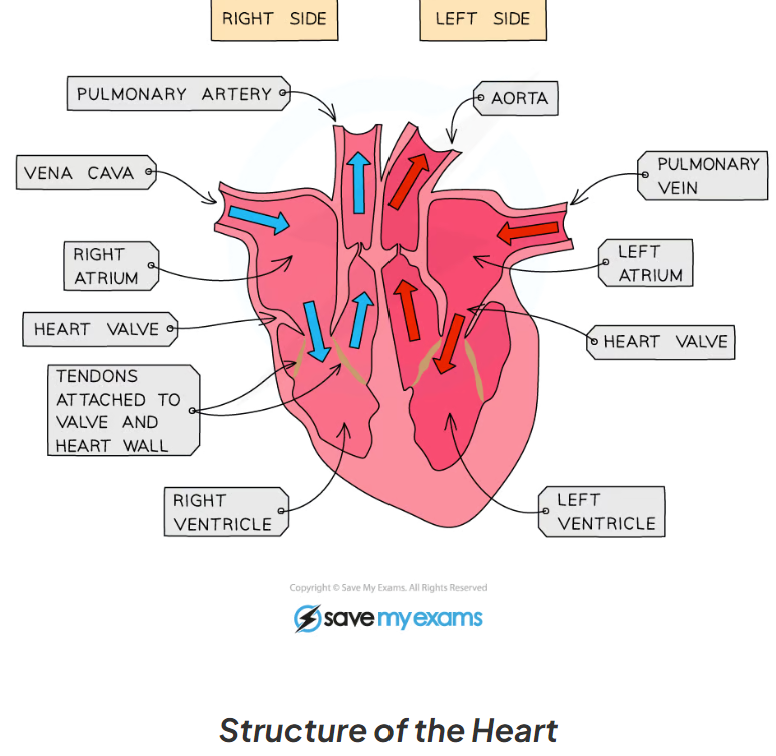 knowt flashcard image