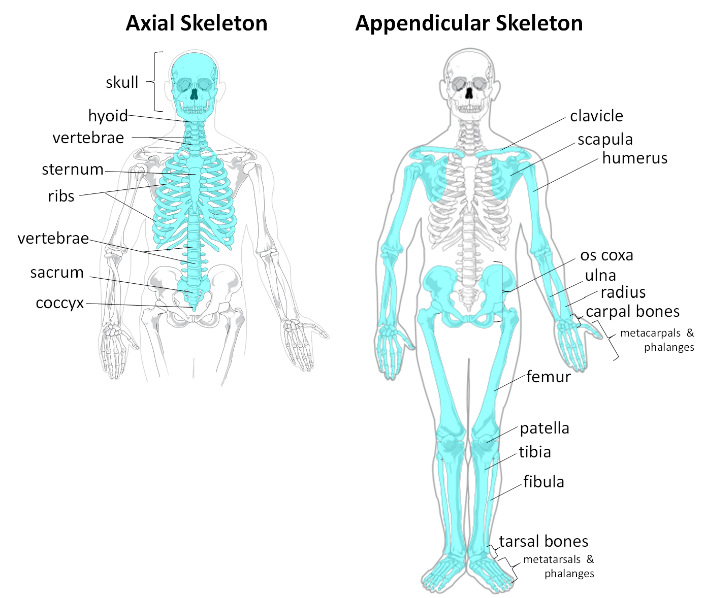<p>the axial skeleton and the appendicular skeleton. </p>