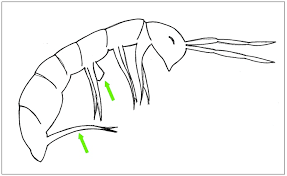 <p>the appendage springtails use to propel themselves into the air</p><p>bottom</p>