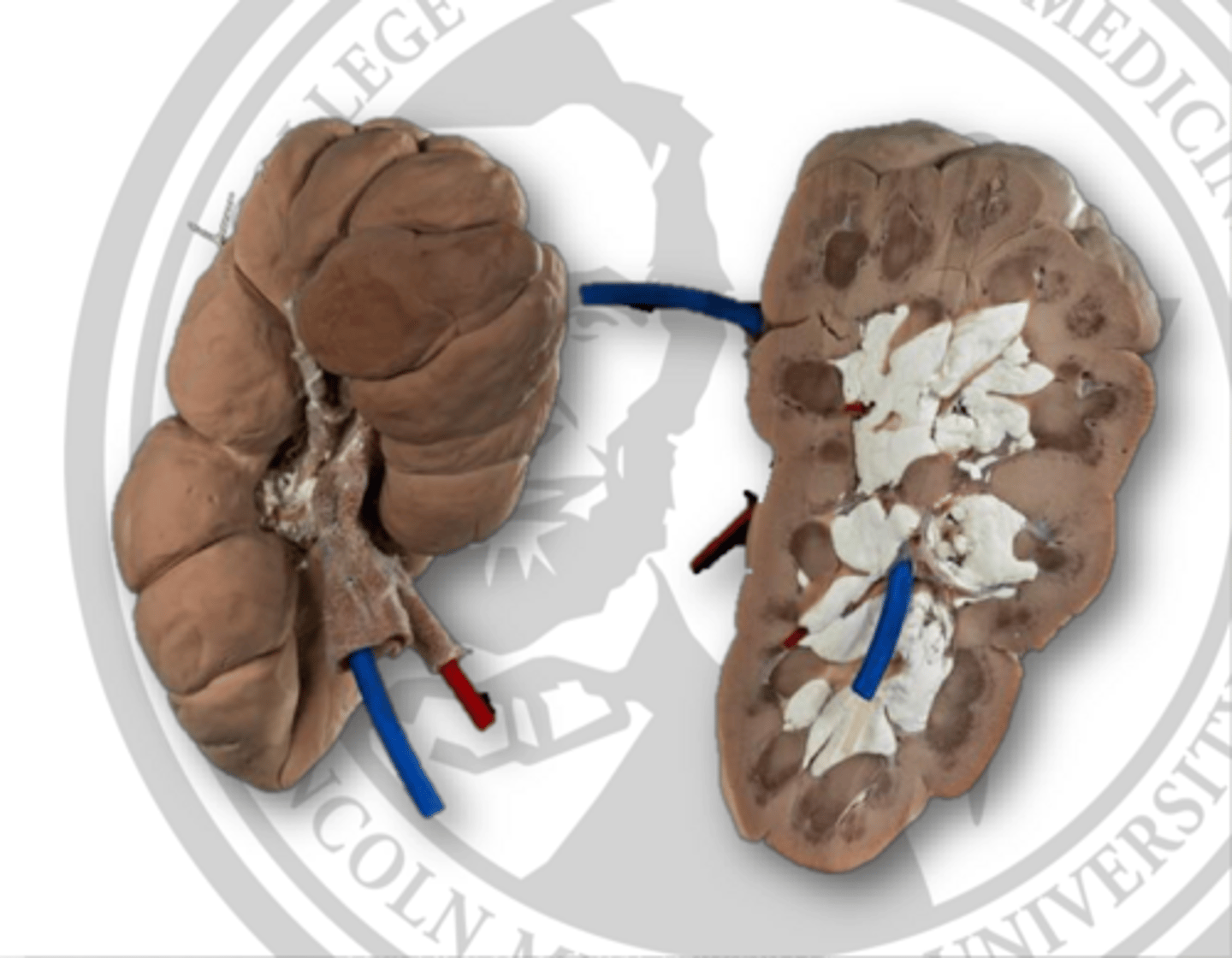 <p>general function of urinary system</p>