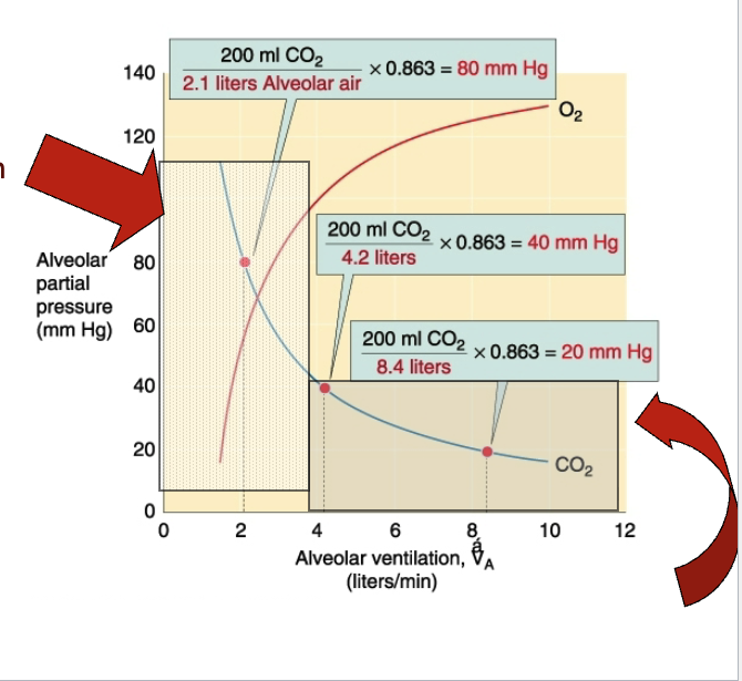 <p></p><ul><li><p><strong>Hyperventilation:</strong> ↑ V_A with constant VCO₂ → <strong>hypocapnia</strong> → can lead to <strong>alkalemia (↓ H⁺)</strong>.</p></li><li><p><strong>Hypoventilation:</strong> ↓ V_A with constant VCO₂ → <strong>hypercapnia</strong> → can lead to <strong>acidemia (↑ H⁺)</strong>.</p></li></ul><p></p>