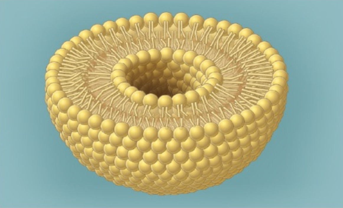 <p>rectangular shape with less bulky phosphate head, sphere made out of phospholipid bilayer</p>