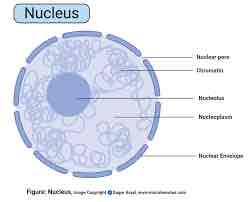 <ul><li><p>Double membrane (nuclear envelope)</p></li><li><p>Nuclear pores</p></li><li><p>Nuclear envelope</p></li></ul>