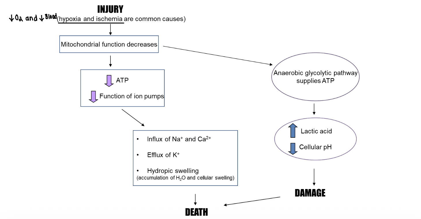 <p>Final outcome of ischemic injury (Necrosis)</p>