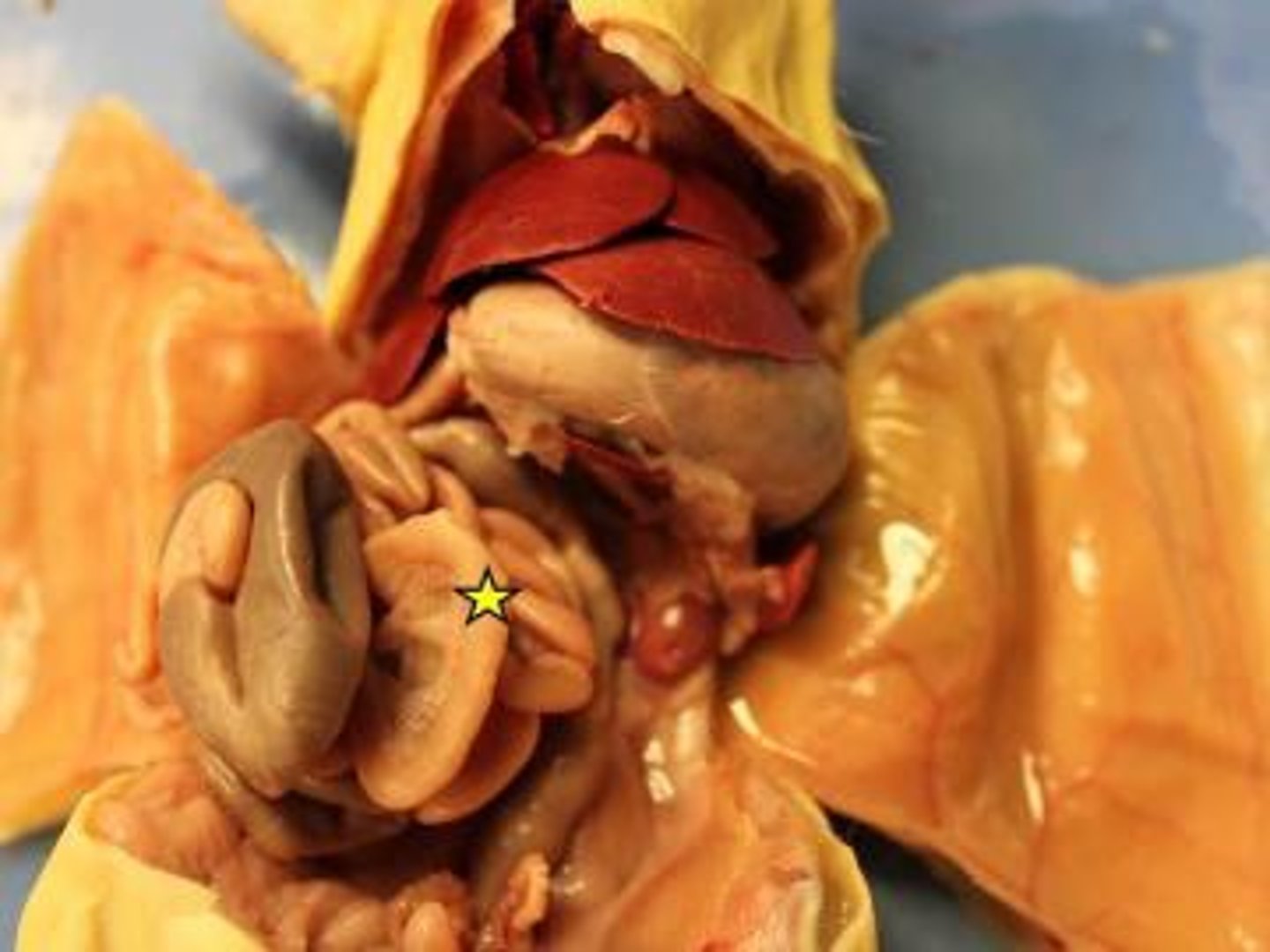 knowt flashcard image