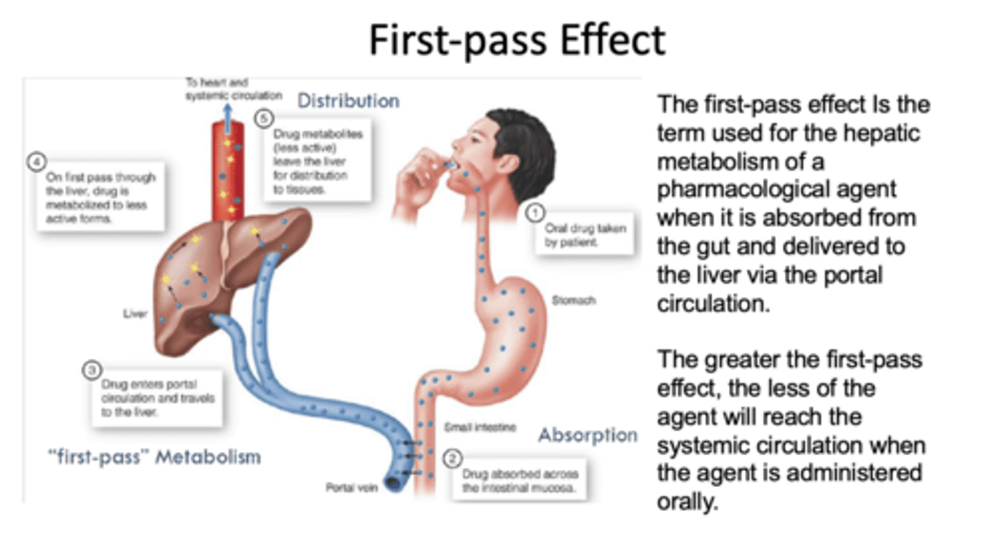 <p>metabolized to less active form</p>