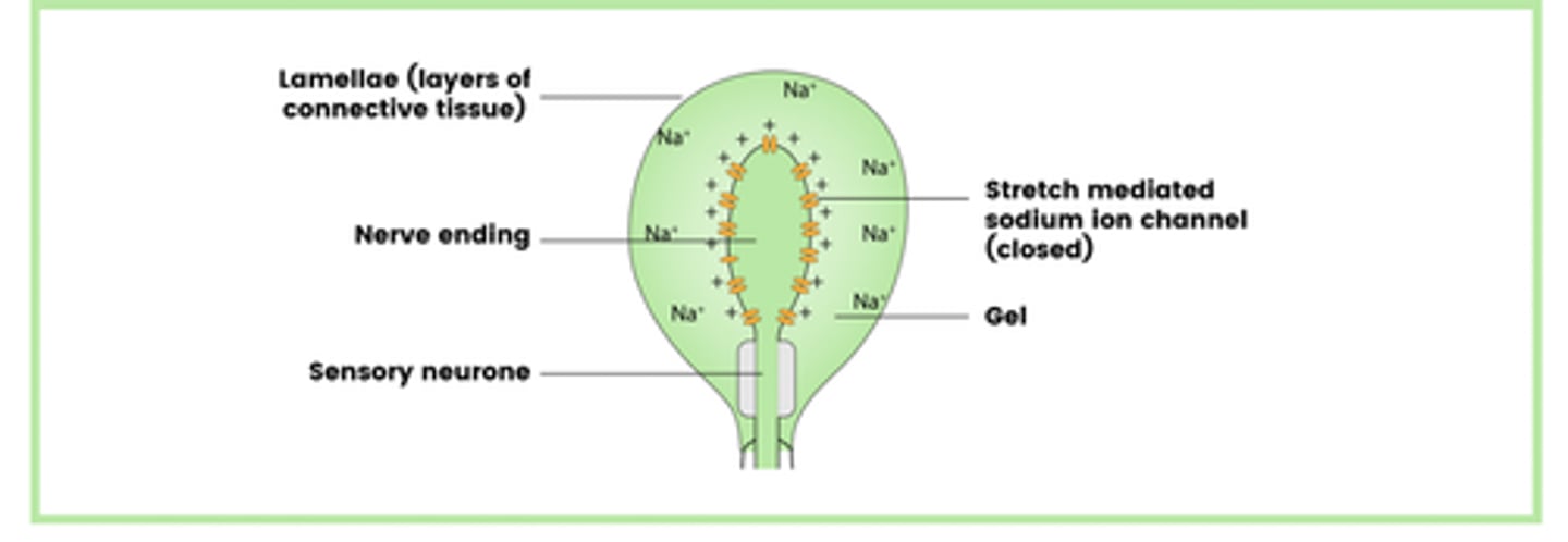 <p>- Lamellae</p><p>- Nerve ending</p><p>- Sensory neurone</p><p>- Stretch-mediate sodium ion channels</p><p>- Gel</p>