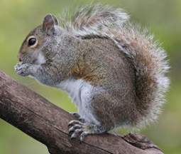 <p>What family is this species from</p>