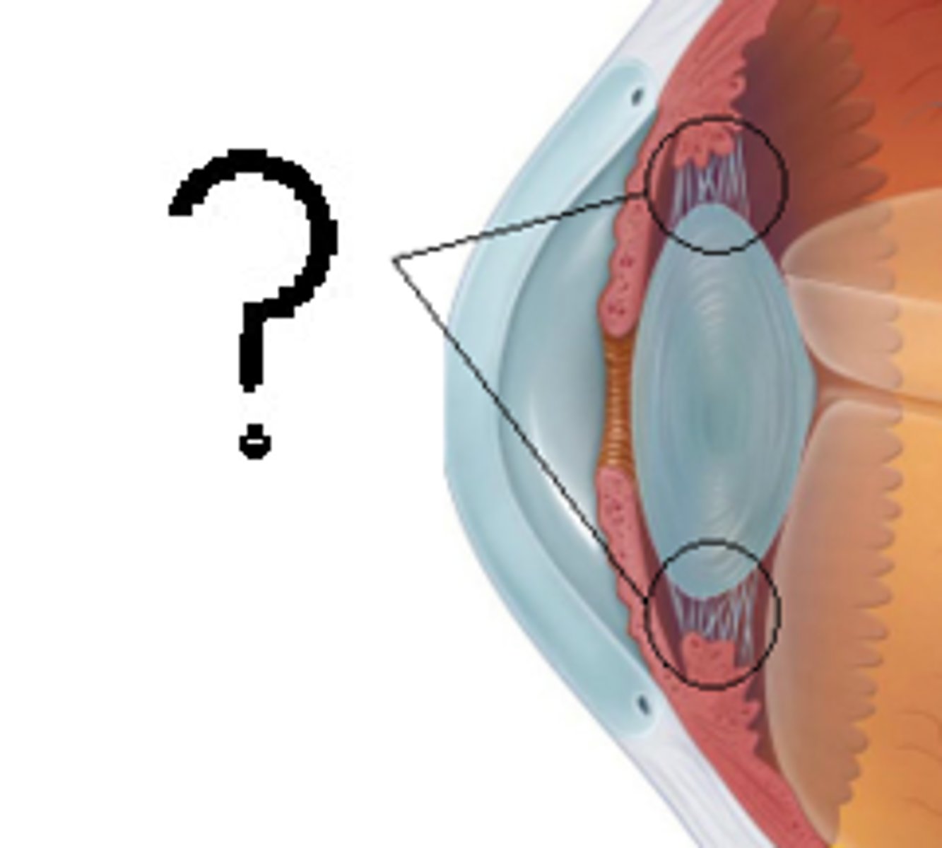 <p>Ligaments which work with ciliary muscles to adjust the shape of the lens in order to focus on near or far objects</p>