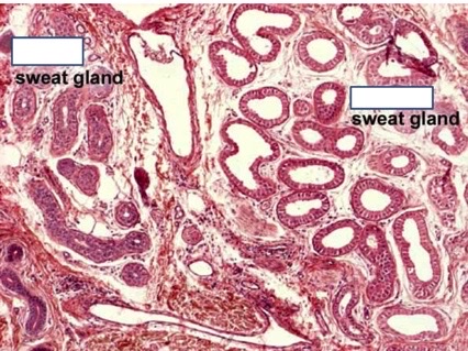 <p>identify the sweat glands</p>