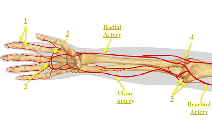 <p>a major branch of the brachial artery, located in the forearm; runs along the medial side of the forearm and passes through the carpal tunnel at the wrist; supplies blood to the muscles, skin, and bones of the forearm and hand</p>