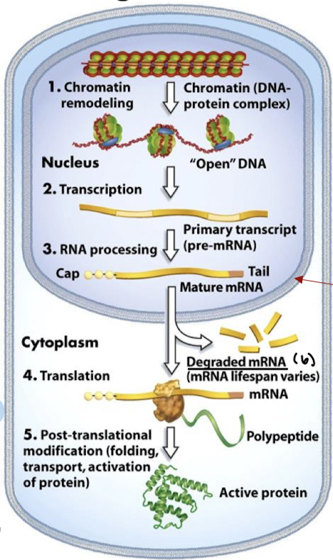 <p>microRNAs (miRNA) and small interfering RNAs (siRNA) affect mRNA translation, chromatin configuration, and mRNA stability.</p>