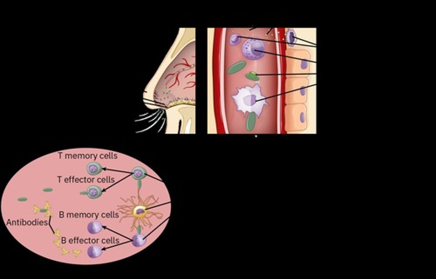 <p>They present antigens to T cells to initiate an immune response.</p>