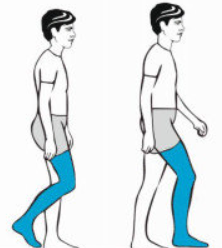 <p>What muscles are used in initial and mid swing</p>