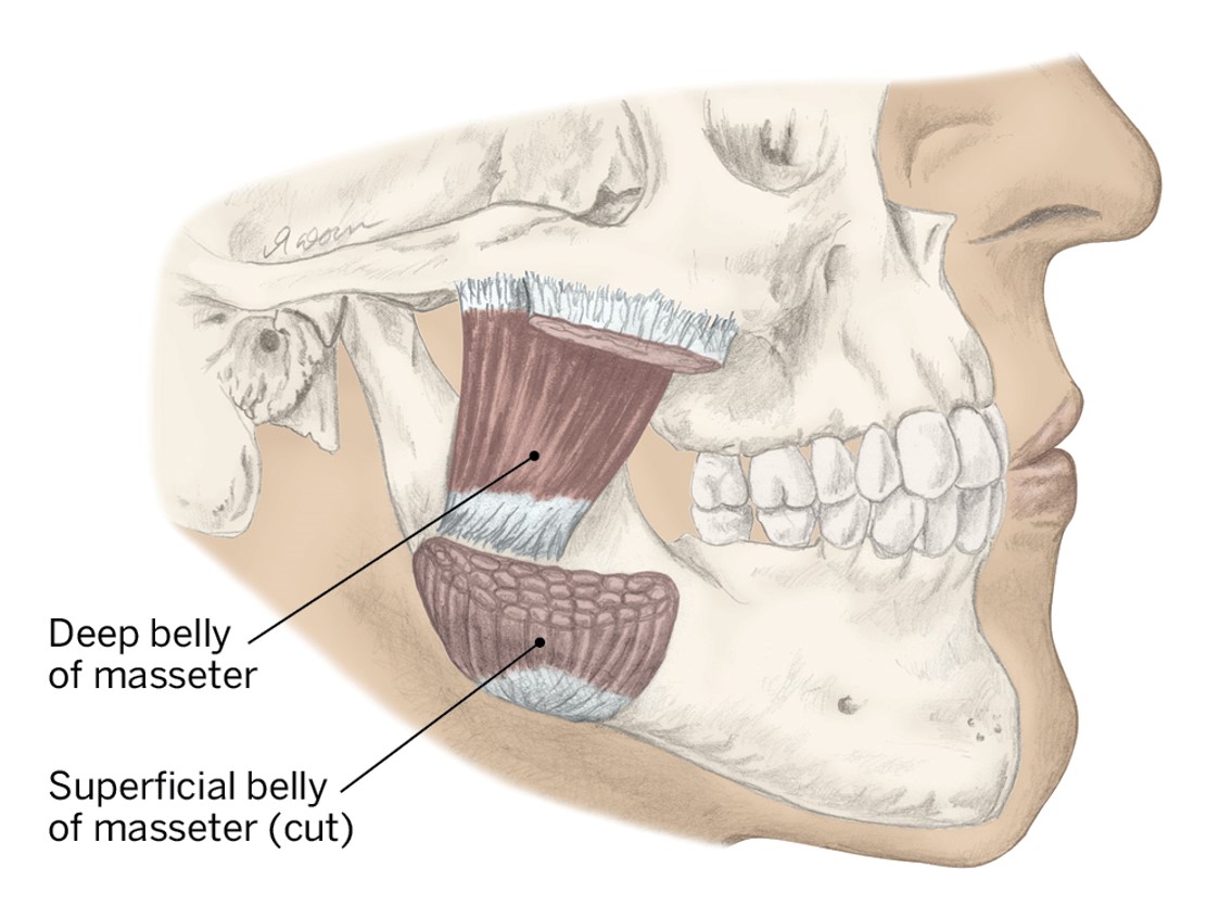 <p>O- None</p><p>I- None</p><p>A- Close mouth (elevate the mandible)</p>