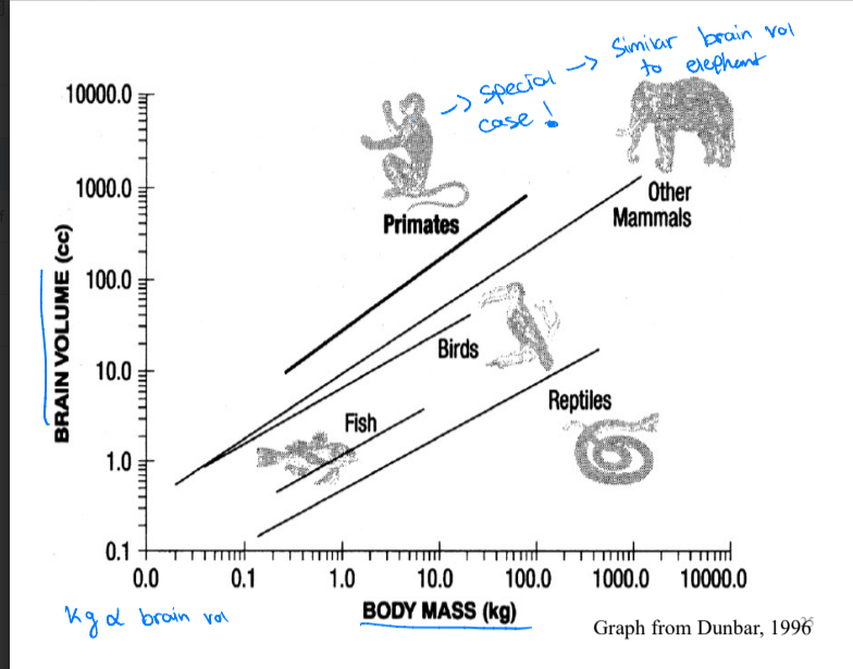 <ul><li><p>large brains relative to body size compared to mammals</p></li></ul>